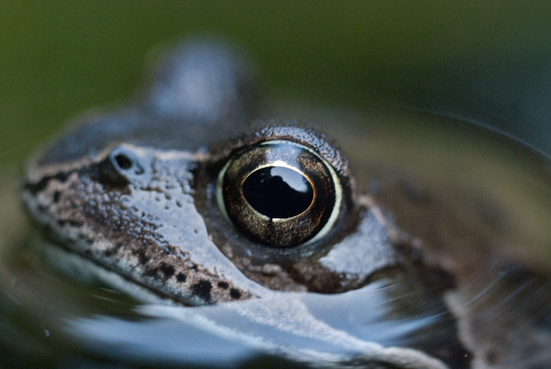 Frog Hiding in a Pond with Just His Eyes Looking Out of Muddy Water and Air  Bubbles Surrounding Him Stock Image - Image of ecosystem, environment:  278068795