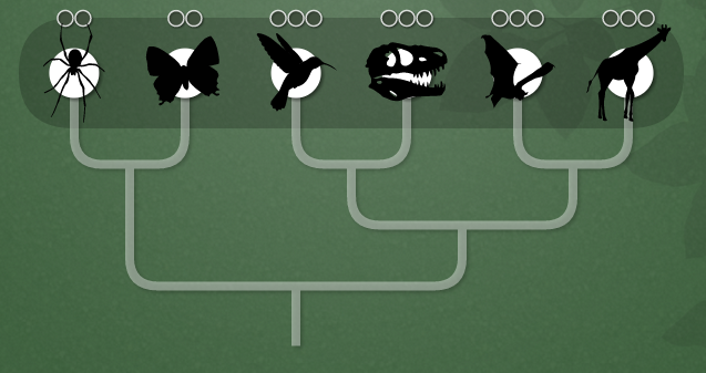 a phylgenetic tree showing the relationships of spiders, butterflies, birds, dinosaurs, bats, and giraffes.